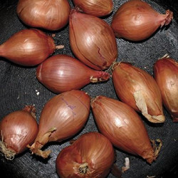 Виниловая пластинка Ty Segall - Fried Shallots