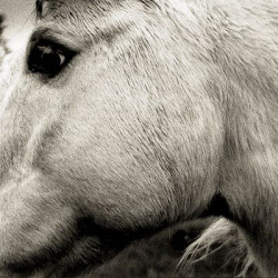 Виниловая пластинка Bonny Light Horseman - Bonny Light Horseman
