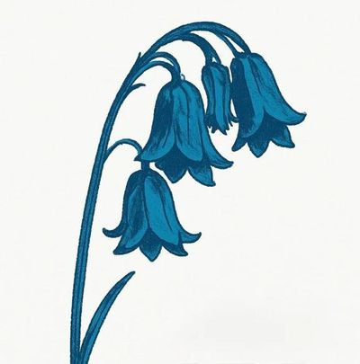 Виниловая пластинка The Bluebells - This Is The Bluebells