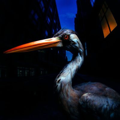 Виниловая пластинка Antony Szmierek - Decoding Birdsong (LP)
