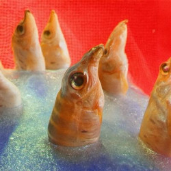 Виниловая пластинка Harvey Rushmore &amp; The Octopus - Freedomspacecake